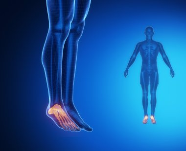 ayak bileği kemikleri anatomisi