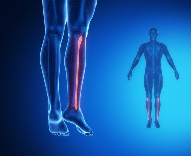 Kaval kemiği anatomisi