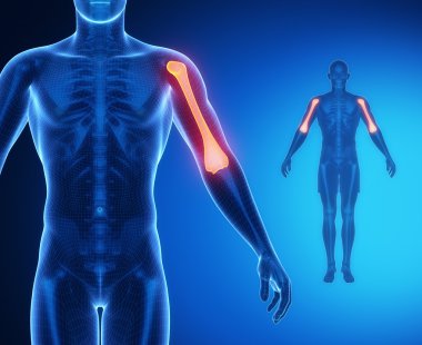 pazı kemiği kemik anatomisi