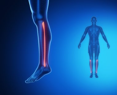Kaval kemiği anatomisi