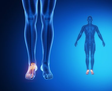 ANKLE bones anatomy scan