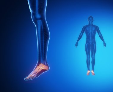 ANKLE bones anatomy scan