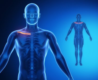 CLAVICLE bone anatomy scan