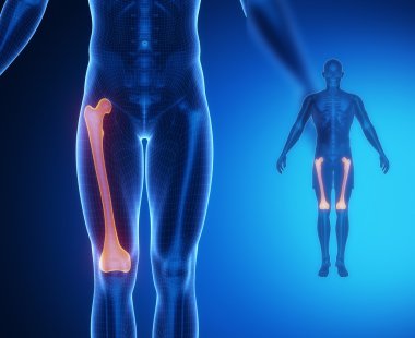 uyluk kemiği anatomisi tarama