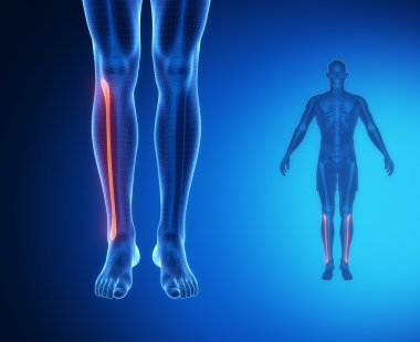 Kaval kemiği anatomisi