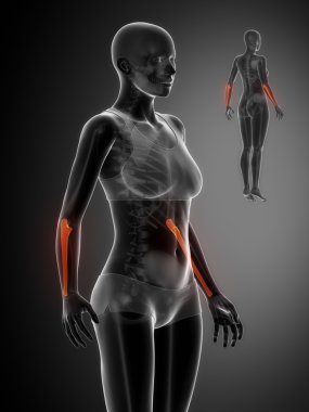 dirsek kemiği kemik taraması