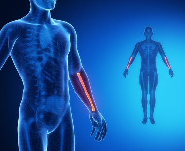 RADIUS kemik anatomi tarama