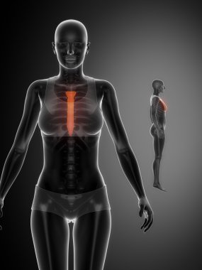 sternum kemik taraması