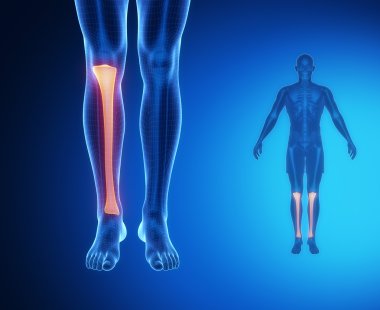 Tibia anatomi tıbbi tarama