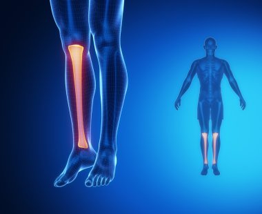 Tibia anatomi tıbbi tarama