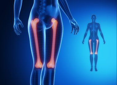 FEMUR x--ray bones scan