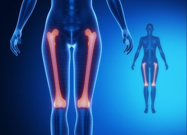 FEMUR x--ray bones scan