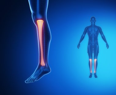 Tibia anatomi tıbbi tarama