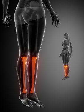 Tibia anatomi tıbbi tarama
