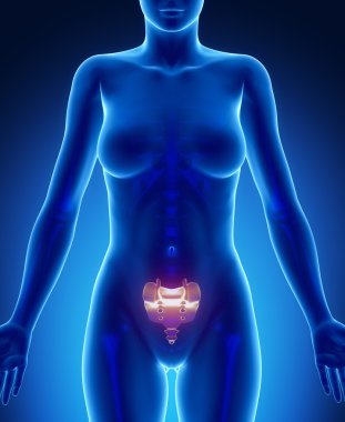 SACRUM x--ray bone scan