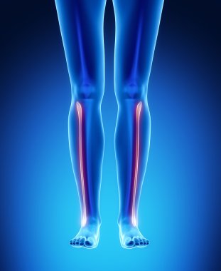 FIBULA x--ray bones scan