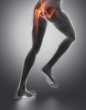Pelvis anatomy of running man