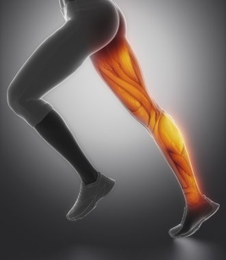 female leg muscle anatomy clipart