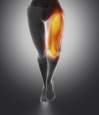 Quadriceps female anatomy
