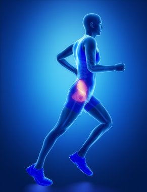 Hip anatomy of running man
