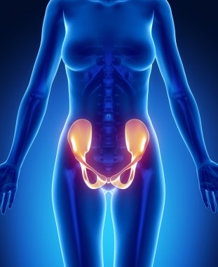 PELVIS x--ray bones scan
