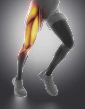 Uyluk kas anatomisi