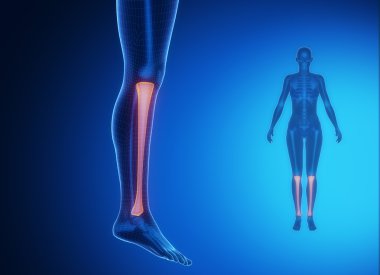 Tibia anatomi tıbbi tarama