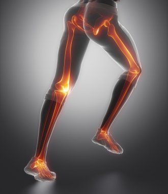bacak kemikleri anatomisi