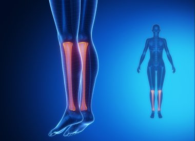 Tibia anatomi tıbbi tarama