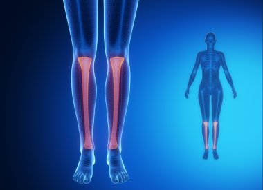 Tibia anatomi ile kadın bedeni