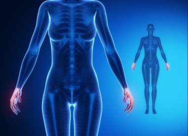 Bilek kemiği anatomisi x-ray tarama