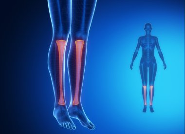 Tibia anatomi tıbbi tarama