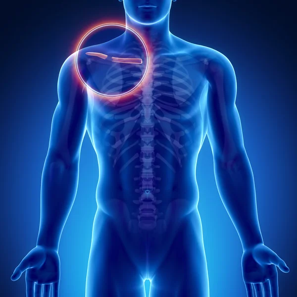 Anatomie van de mannelijke bot — Stockfoto