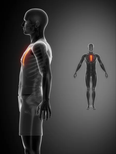흉 골 뼈 스캔 — 스톡 사진
