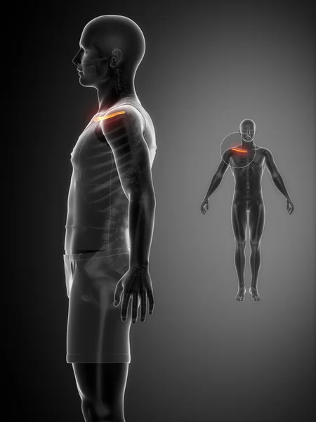 CLAVICLE bone anatomy scan — Φωτογραφία Αρχείου