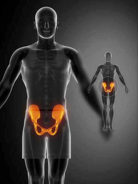 PELVIS bones anatomy x-ray scan — Stockfoto