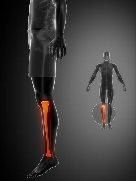 Anatomía de Tibia exploración médica — Foto de Stock