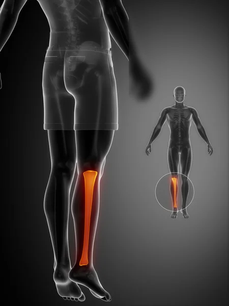 Tibia anatomia skan medyczny — Zdjęcie stockowe