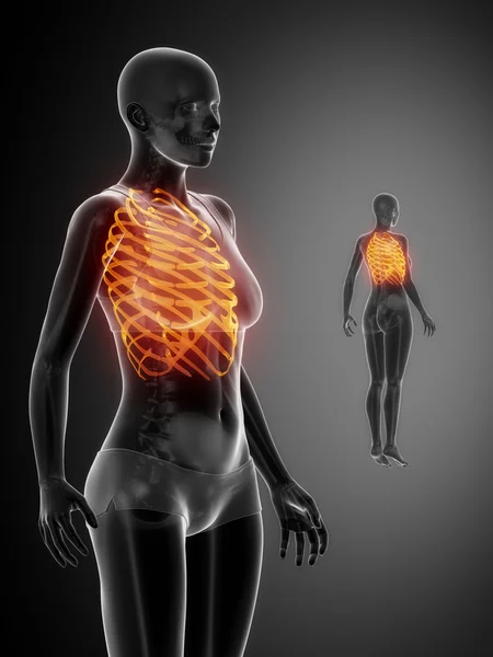 Сканирование костей RIBS — стоковое фото