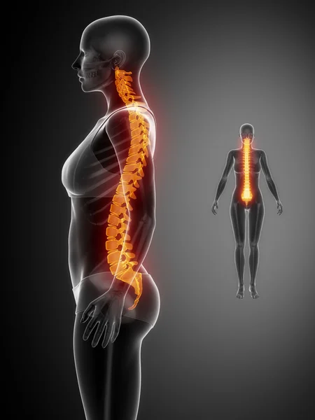 Anatomía de los huesos de la columna vertebral — Foto de Stock