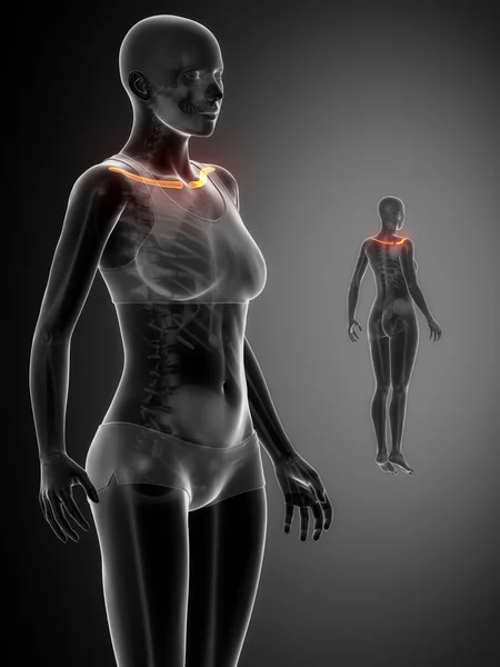 Escaneamento de ossos de raios X CLAVICLE — Fotografia de Stock