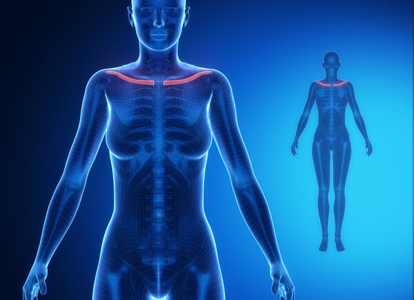 CLAVICLE x--ray bones scan