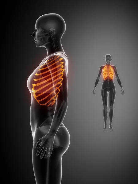 Scansione anatomica delle ossa RIBS — Foto Stock