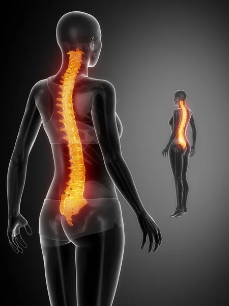 Anatomía de los huesos de la columna vertebral — Foto de Stock