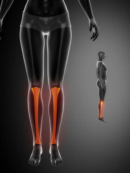 Tibia anatomy medical scan — Stock Photo, Image