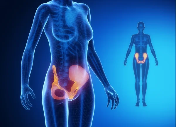 PELVIS x--ray bones scan — Zdjęcie stockowe