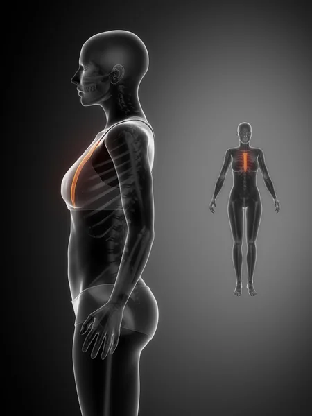 STERNUM x--ray bone scan — Stockfoto