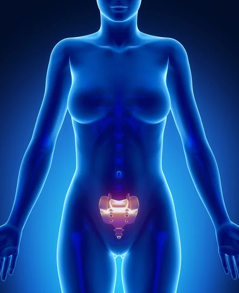 SACRUM x--ray bone scan — Zdjęcie stockowe