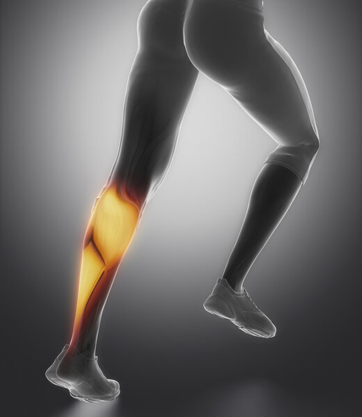 Анатомия мышц голеней
