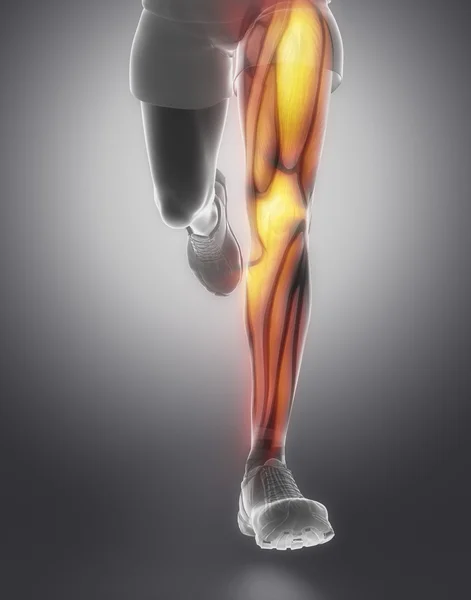 Leg muscle anatomy — Stock Photo, Image